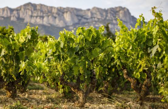 Oude stokken in de wijngaard
